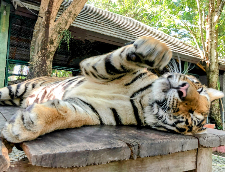 大型動物運搬が可能です