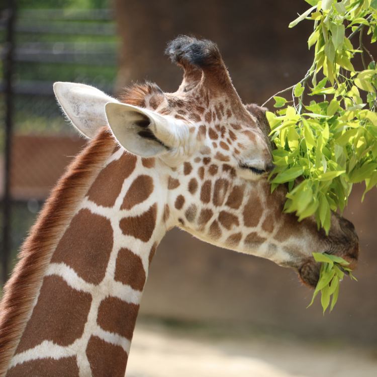 動物などの運送も承ります