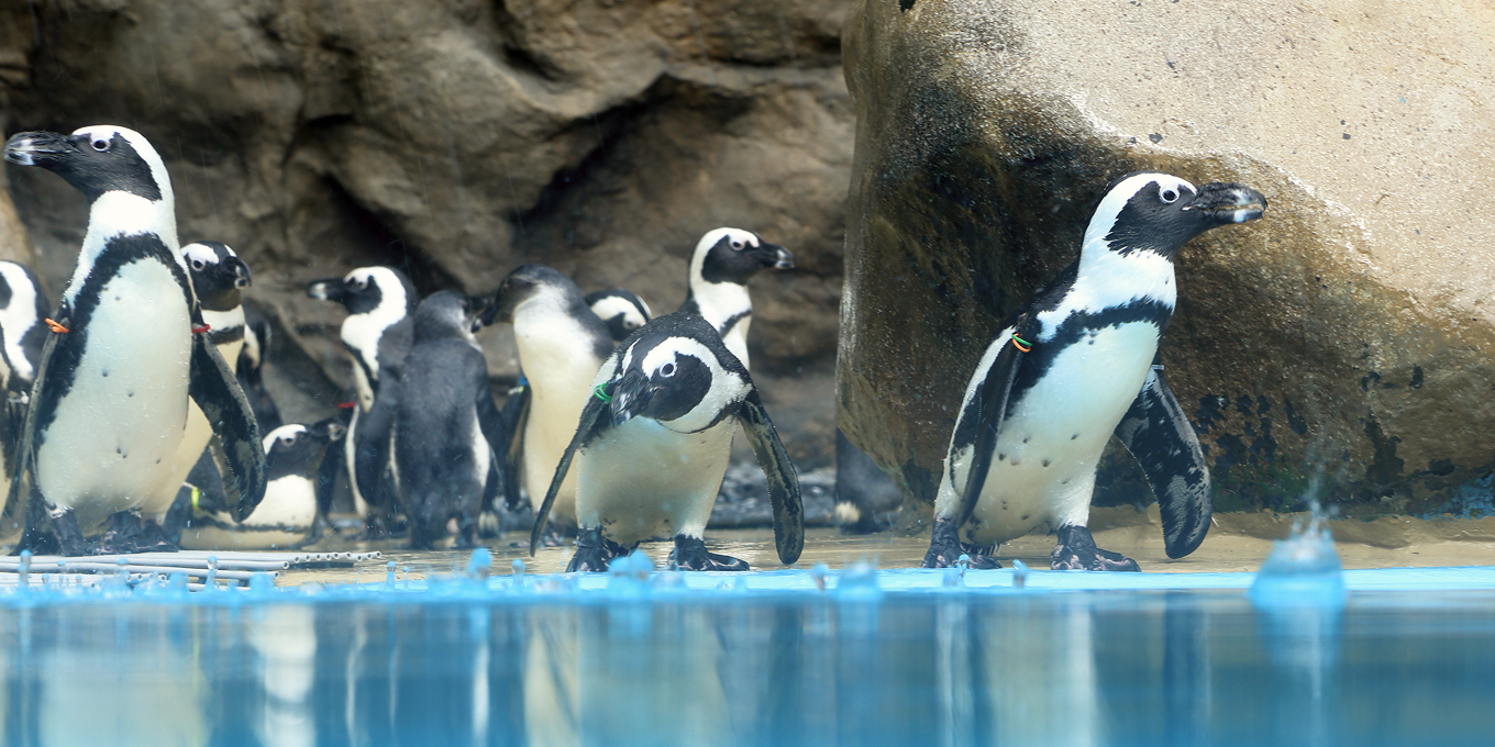 ベテランドライバーが水族館や動物園にシャチキリンを運ぶと言う特殊な任務があります！
